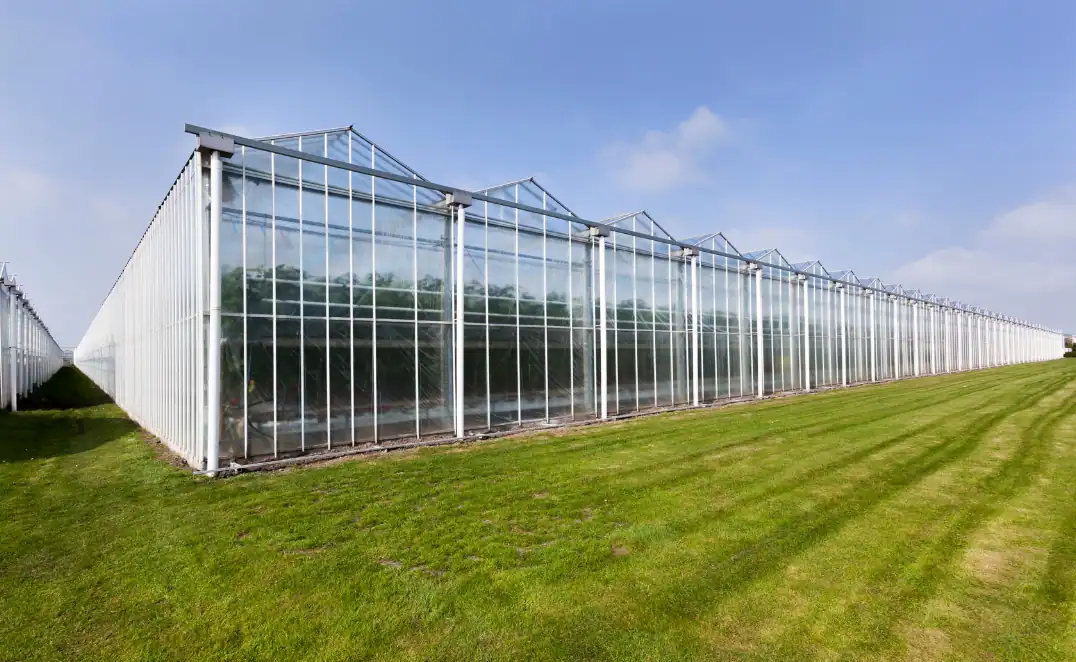Glastuinbouwgebied in Westland waar kabelmoffen bij Westland Infra worden toegepast voor betrouwbare energievoorziening